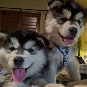 Chris at Mountain Hi LLC